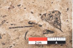 Foto (Detailansicht) von Araucaria sternbergii Goeppert (NHMW-GEO-2024-0188-8279)